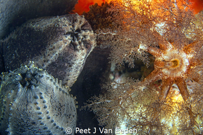 Sea cucumbers Waiting to open by Peet J Van Eeden 