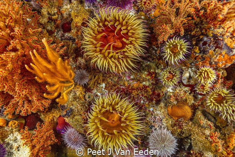 The rich and diverse marine life where two oceans meet by Peet J Van Eeden 