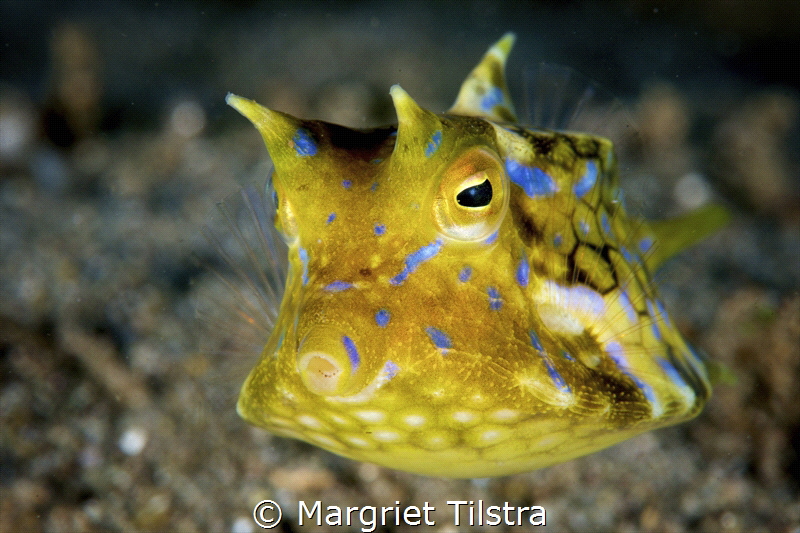 Thorny-back cowfish in Masaplod Marine Sanctuary Dauin.
... by Margriet Tilstra 