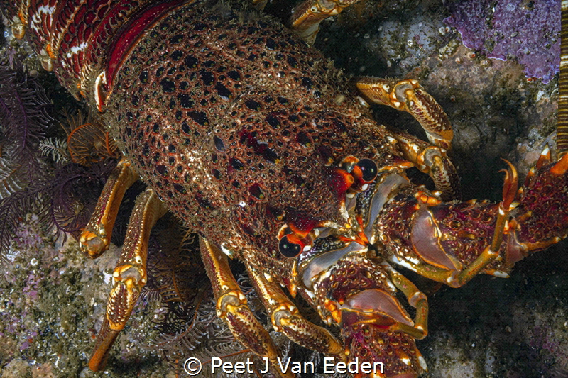 West Coast Rock Lobster by Peet J Van Eeden 