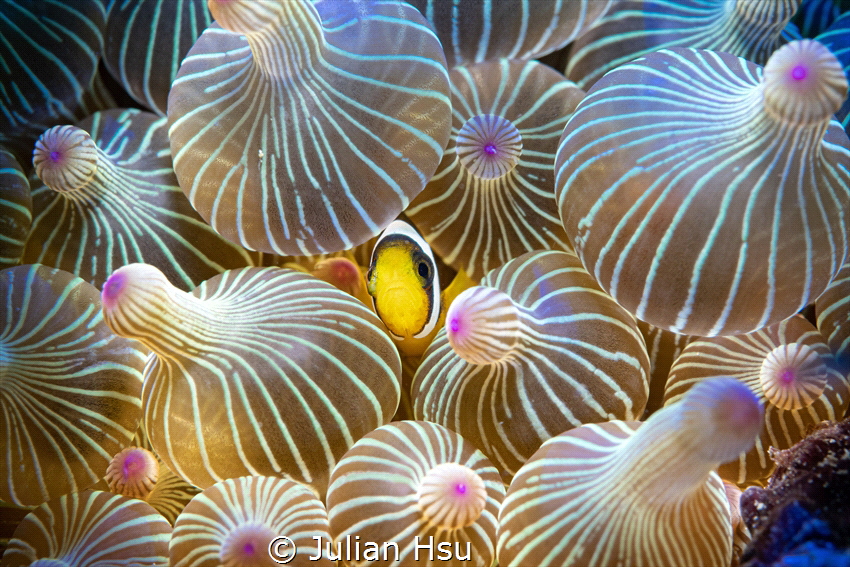Juvenile anemonefish by Julian Hsu 