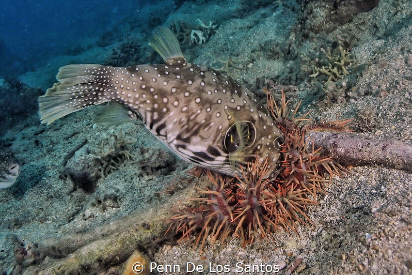 Pufferfish devouring a crown of thorns sea star by Penn De Los Santos 