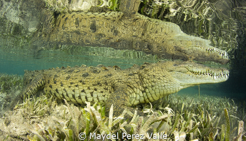 ¨El Niño¨ It is once of the most friendly an famous croco... by Maydel Perez Valle 