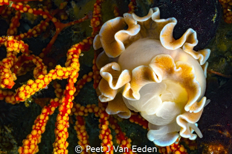 Frilled Nudibranch on a multicoloured sea fan with retrac... by Peet J Van Eeden 