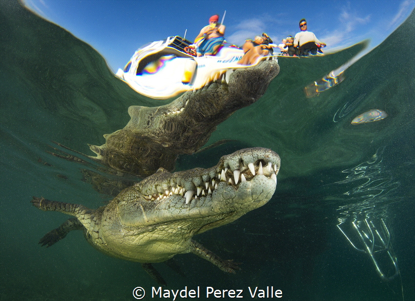 ¨American Crocodile¨. Gardens of the Queen,Cuba is a spec... by Maydel Perez Valle 