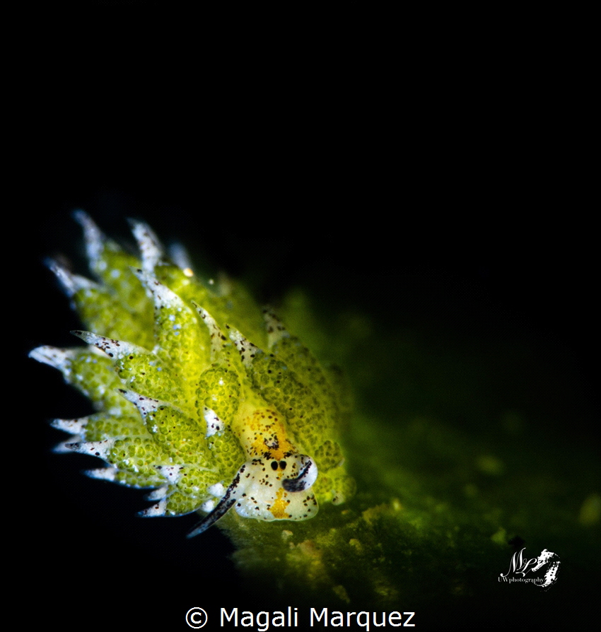 Costasiella ocellifera 
 by Magali Marquez 
