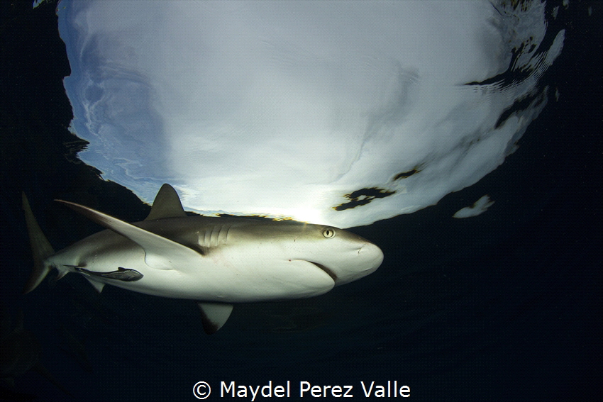 Caribbean Reef Shark, Gardens of the Queen is the perfect... by Maydel Perez Valle 