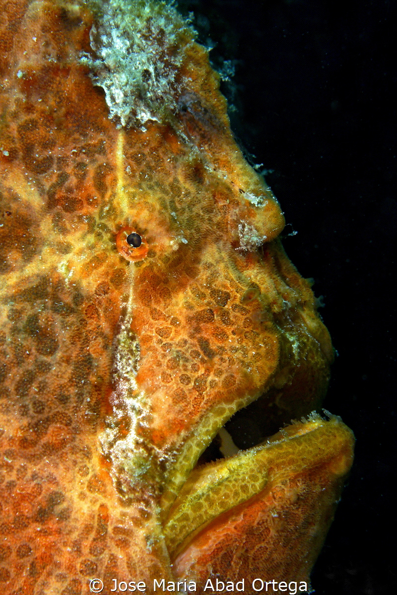 Orange frog fish face portraid by Jose Maria Abad Ortega 