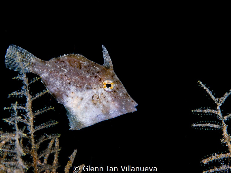 This is a photo of a file fish trying to camouflage in hi... by Glenn Ian Villanueva 