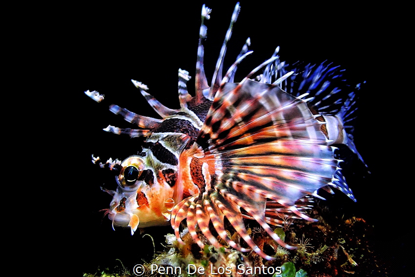Lion fish at night by Penn De Los Santos 