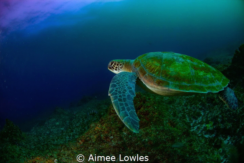 This beautiful sea turtle was taken using a Nikon D200 ca... by Aimee Lowles 