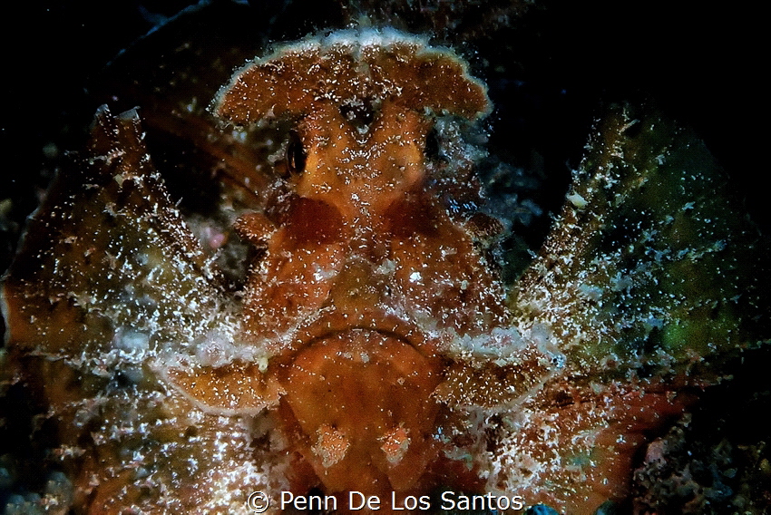The rhinopias scorpionfish is highly sought after because... by Penn De Los Santos 