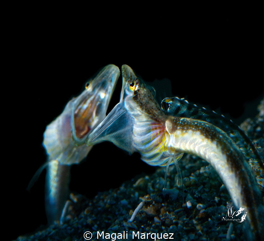 Pikeblenny by Magali Marquez 