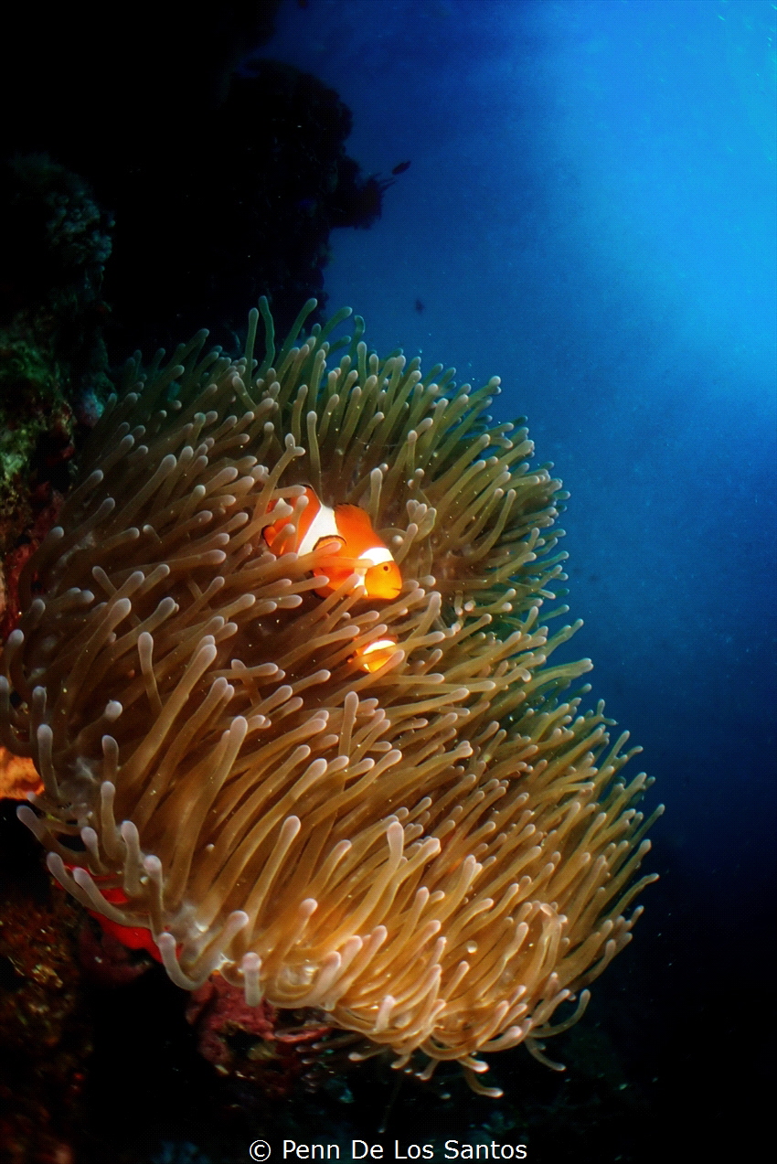 Clownfish in its anemone home. by Penn De Los Santos 