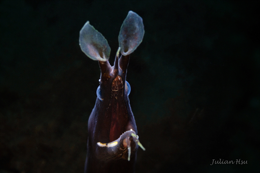 Ribbon eel juvenile by Julian Hsu 