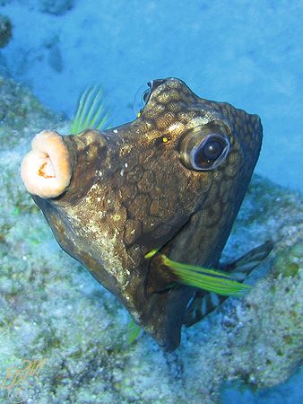 A curious Smooth Trunkfish. Canon A70 with internal flash . by Brian Mayes 