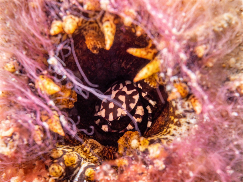asscrab sea ​​cucumber by Marc Van Den Broeck 