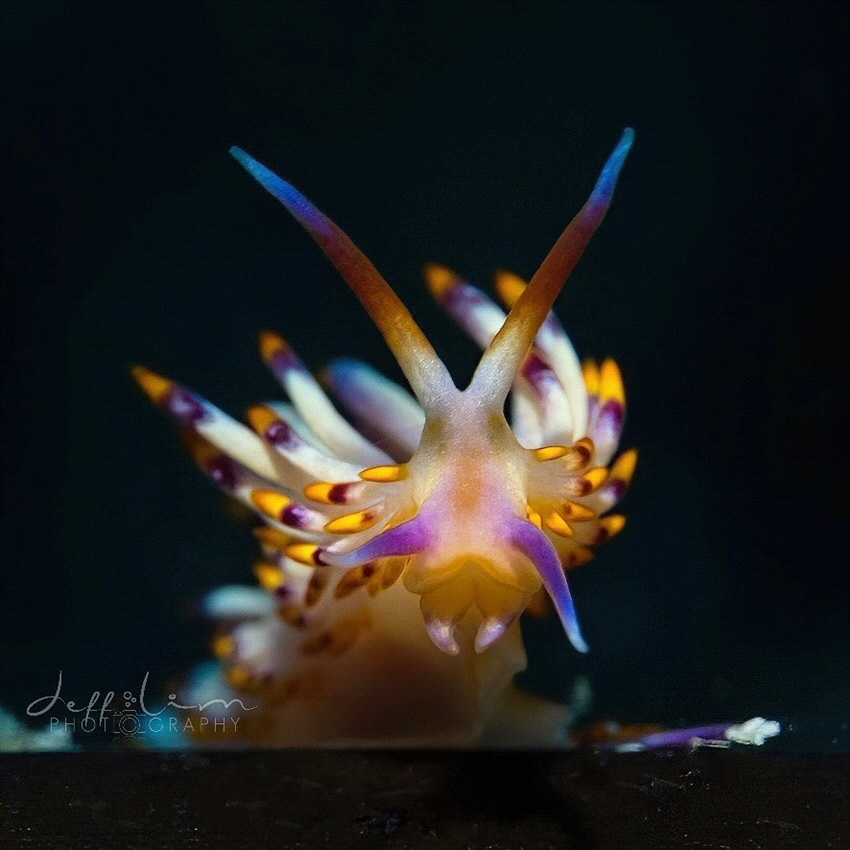 Face to face with Flabellina by Jeffrey Lim 