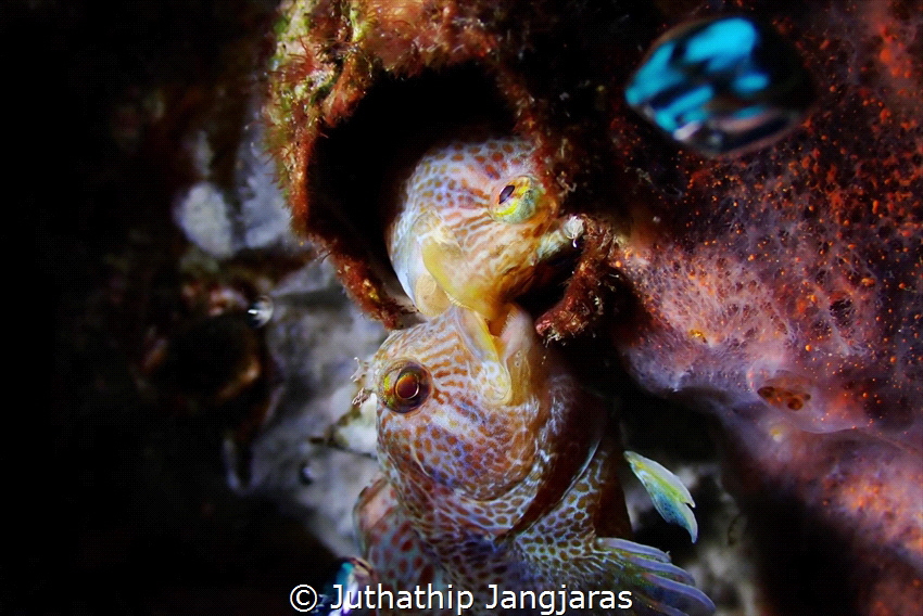Picture Name : Fighting!!!

Fish : Blenny fish
Dive si... by Juthathip Jangjaras 