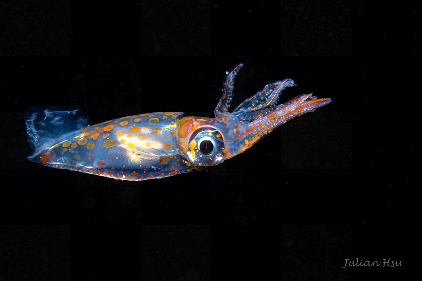 Juvenile squid (Enoploteuthidae) by Julian Hsu 