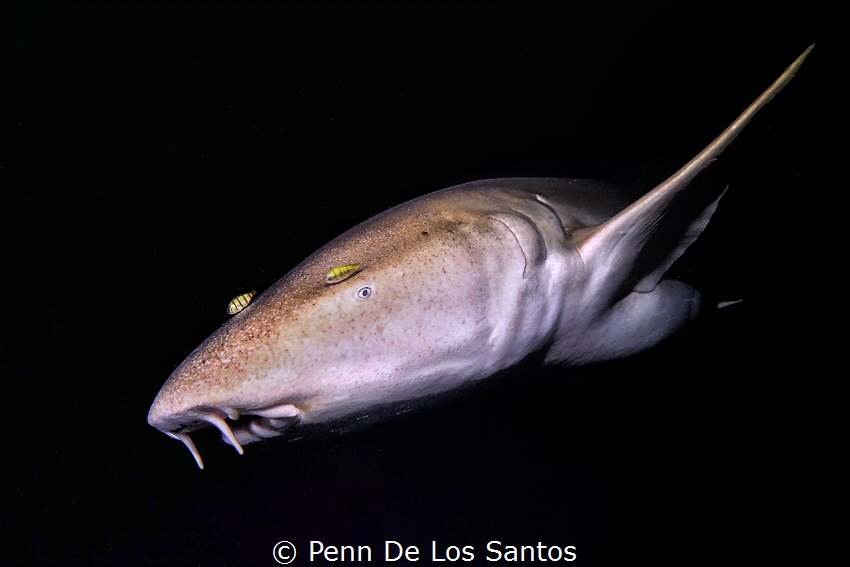Nurse shark at night by Penn De Los Santos 