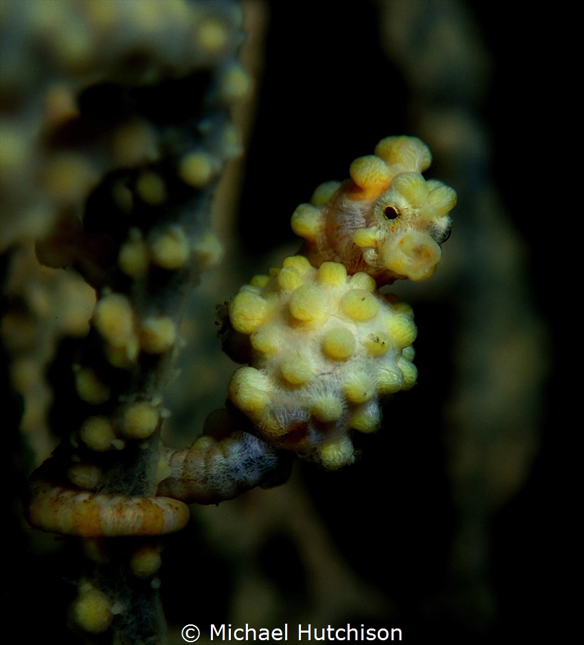 yellow pigmy seahorse by Michael Hutchison 