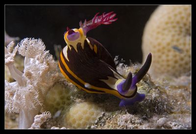 Nembrotha megalocera taken with canon 60 mm during a nigh... by Luca Bertoglio 