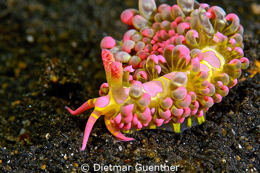 Limenandra barnosii
found in Lembeh Strait, Sulawesi/Ind... by Dietmar Guenther 
