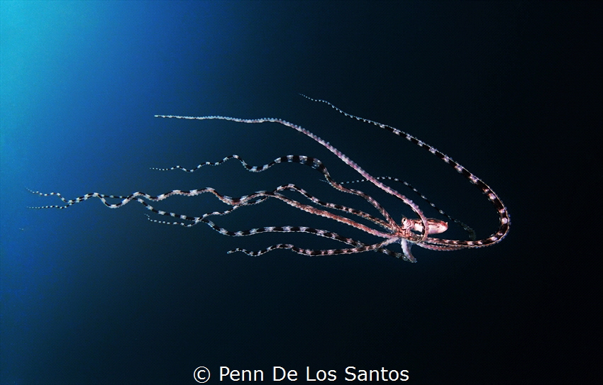 Swimming Mimic Octopus by Penn De Los Santos 