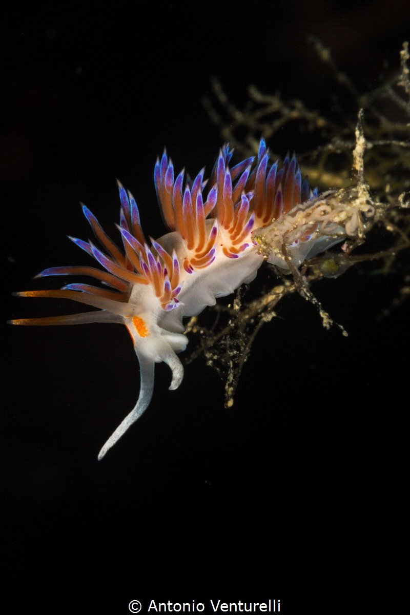 Closeup beautiful Mediterranean nudibranch_2022 (Canon100... by Antonio Venturelli 