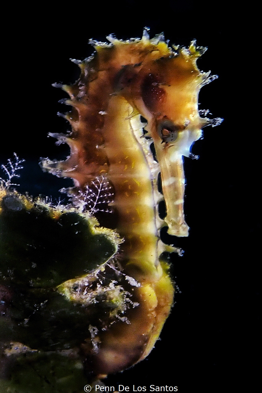 Backlit seahorse by Penn De Los Santos 