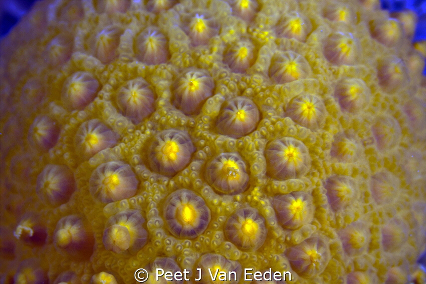 The other planet called sunburst soft coral by Peet J Van Eeden 