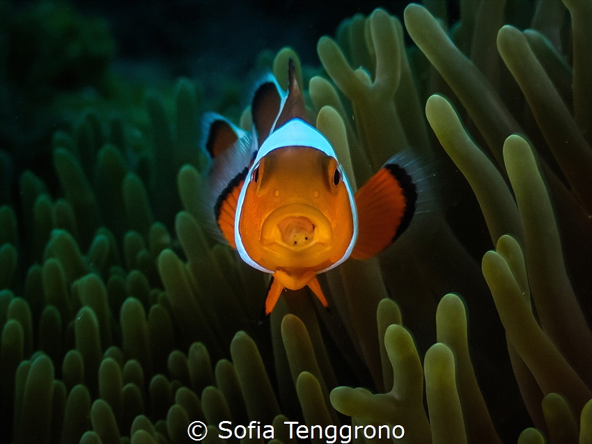 Clown fish with parasite by Sofia Tenggrono 