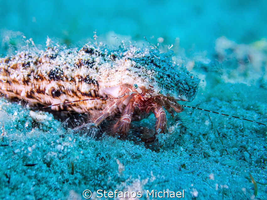 Rocky-shore Hermit Crab - Pagurus anachoretus by Stefanos Michael 
