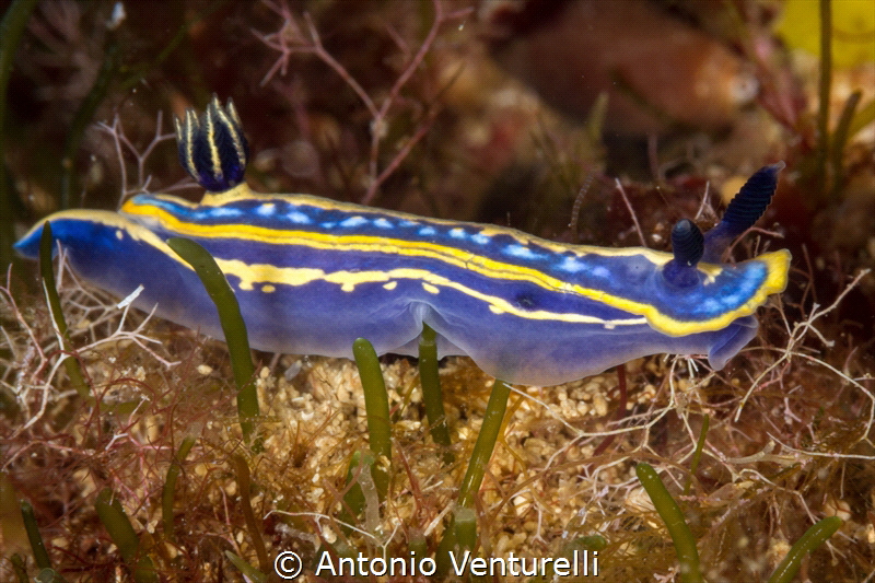Usually found on sea grass, around 20 meters deep, this H... by Antonio Venturelli 