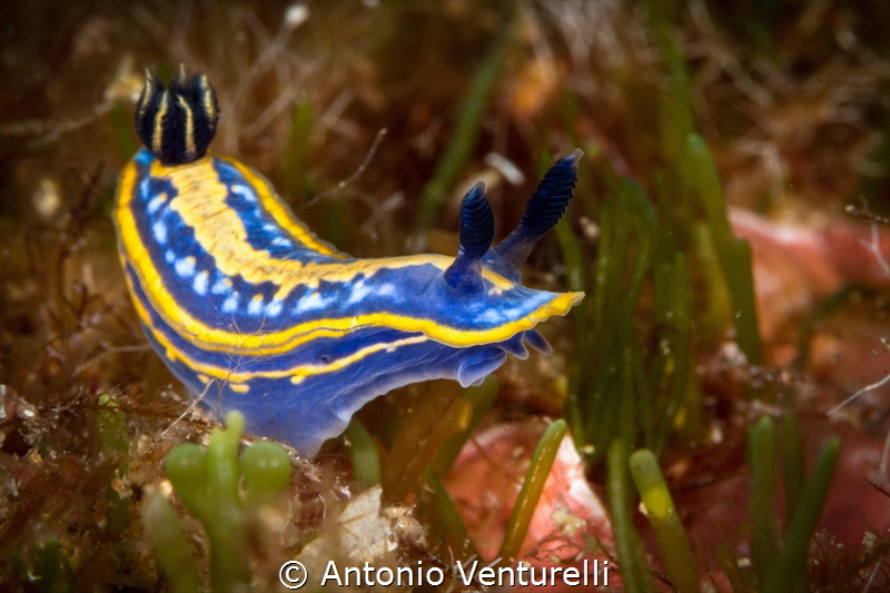 Tricolor nudibranch, a frequent subject in the latter per... by Antonio Venturelli 