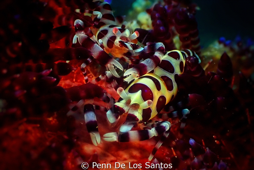 Coleman shrimps by Penn De Los Santos 