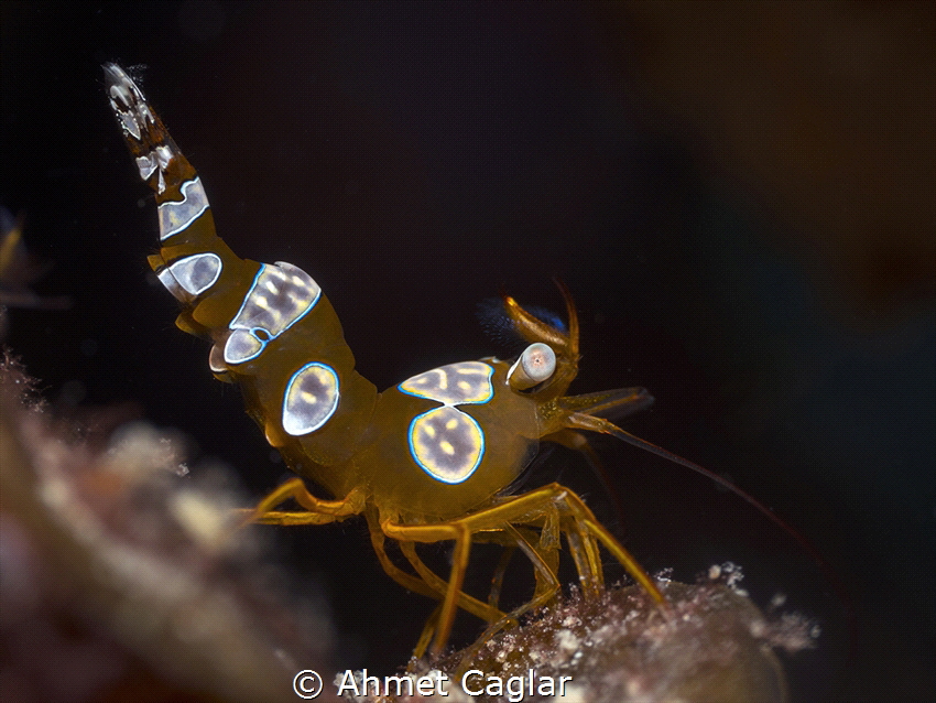 a shrimp from Hurghada, Egypt. Olympus EM1 Mark2, 60 mm  ... by Ahmet Caglar 