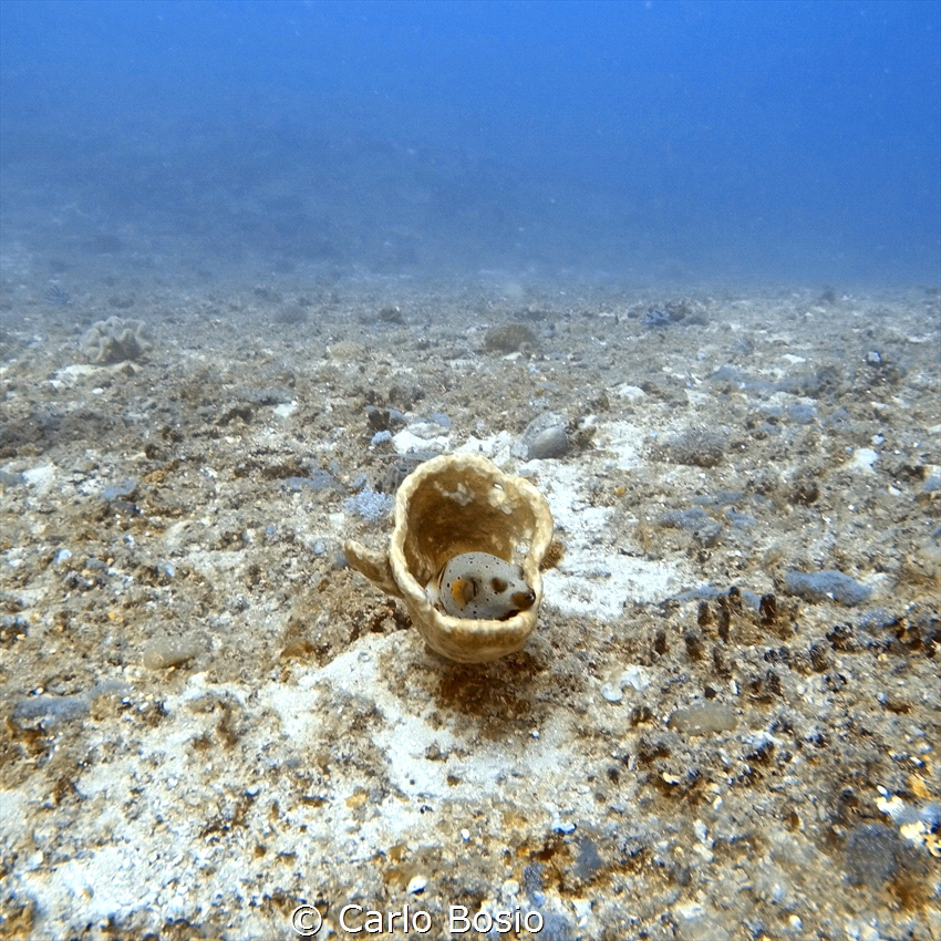 Blackspotted pufferfish chilling in a coral conformation.... by Carlo Bosio 