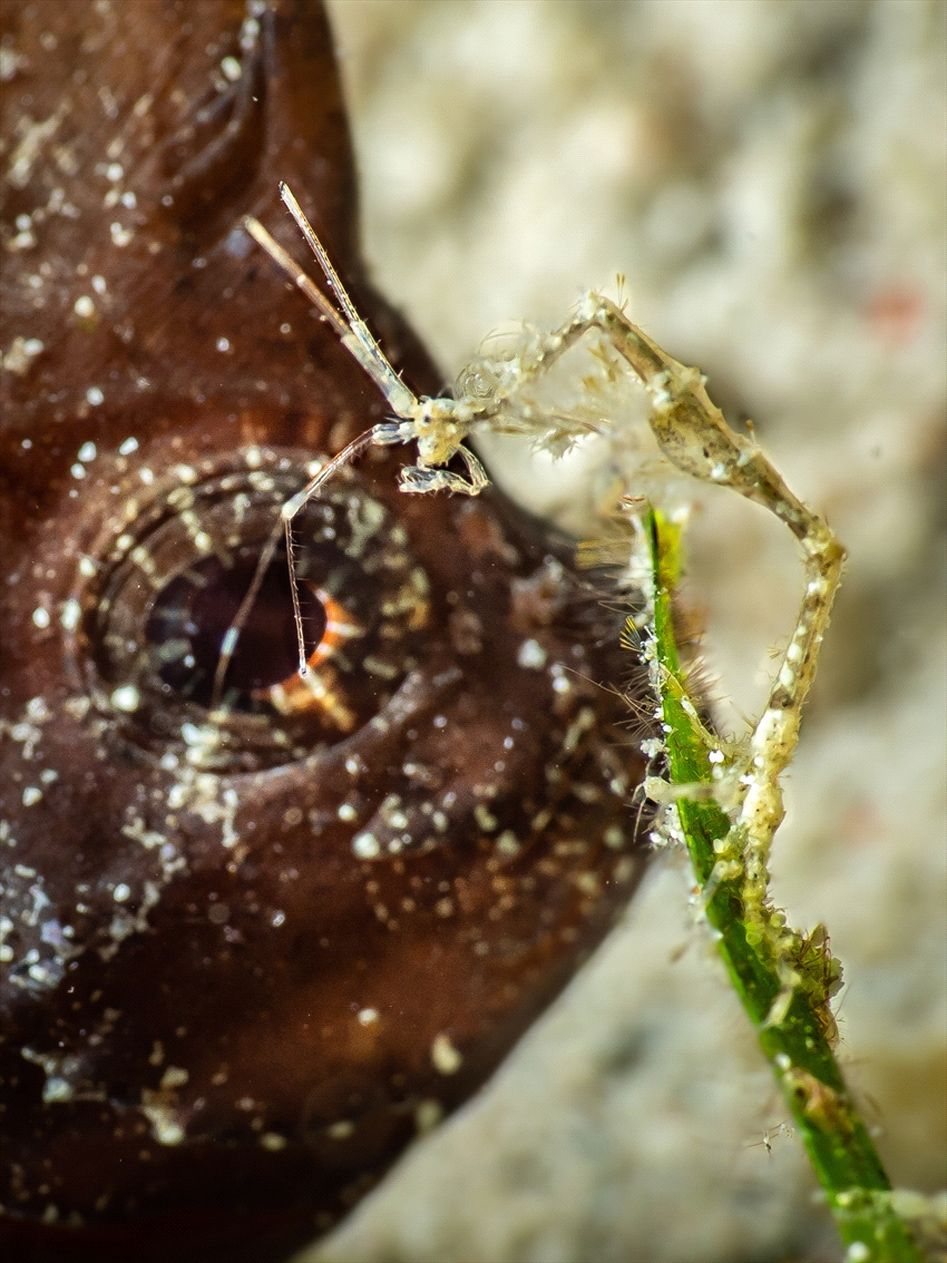 skeleton shrimp on the leave by Marc Van Den Broeck 