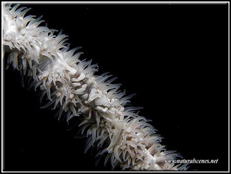 This white Shrimp on white wipe coral needed a lot shot b... by Yves Antoniazzo 