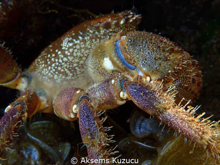 Colourful crab hiding from me by Aksems Kuzucu 