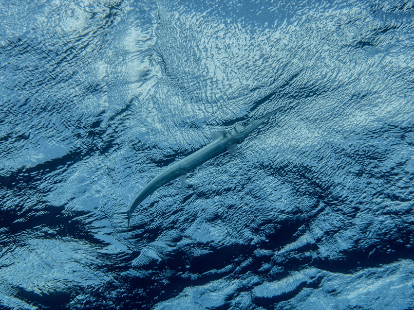 Swordfish on Bonaire. by Brenda De Vries 