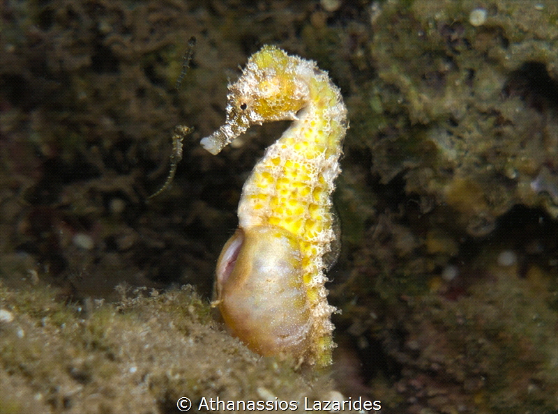 Pregnant sea horse giving birth - Hippocampus fuscus 
Fi... by Athanassios Lazarides 