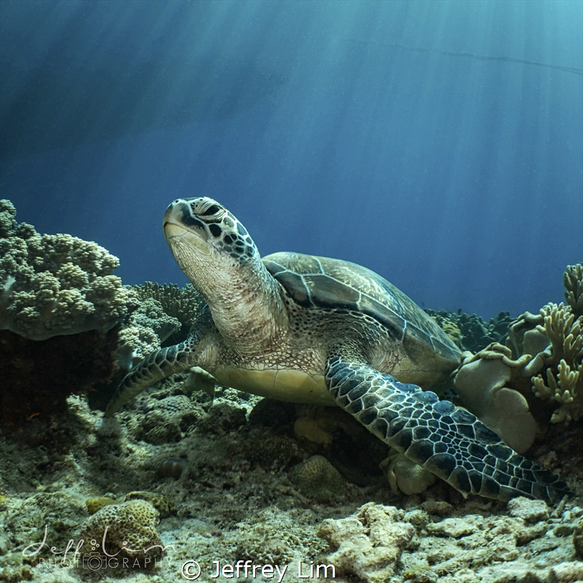 Turtle power! by Jeffrey Lim 