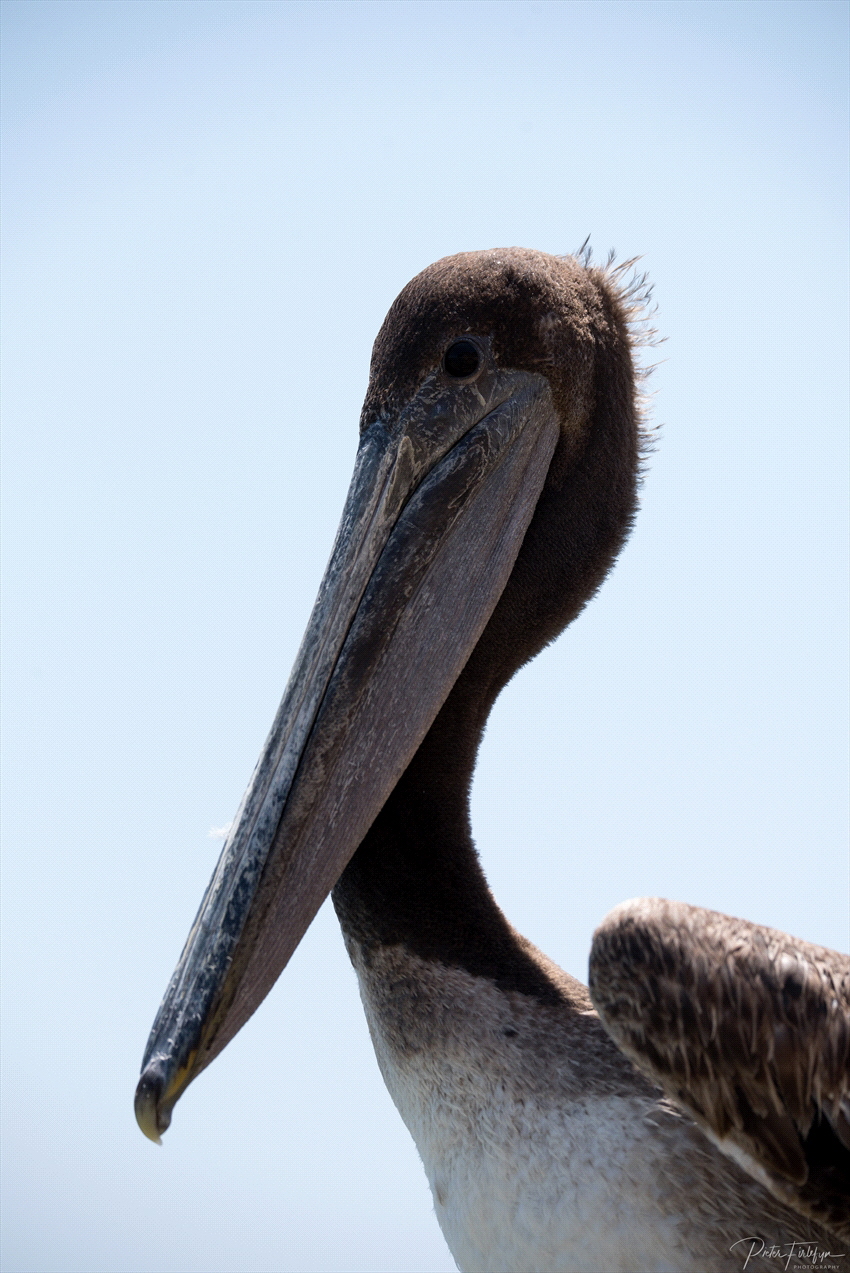 Pelican by Pieter Firlefyn 