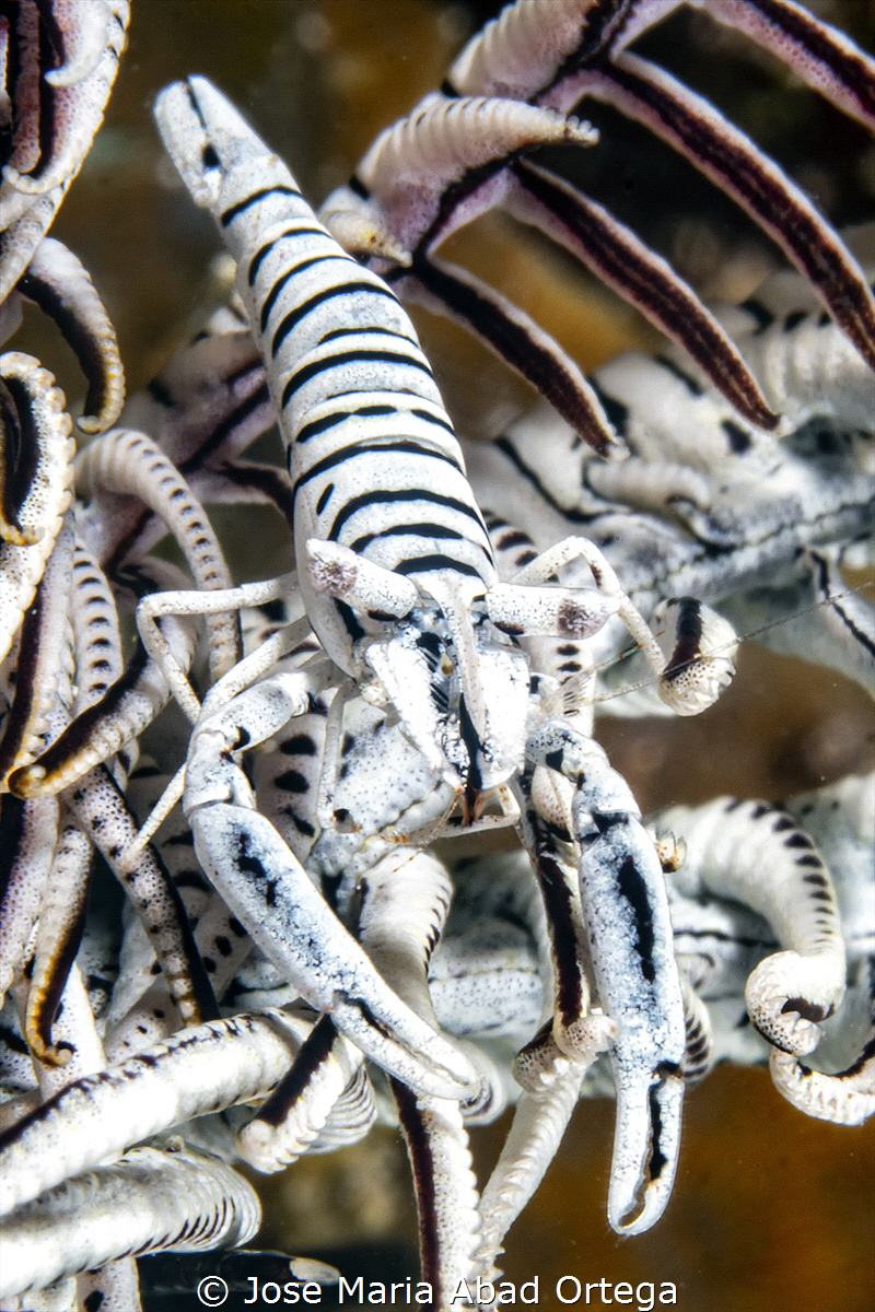 Hippolyte catagrapha (Crinoid shrimp) by Jose Maria Abad Ortega 