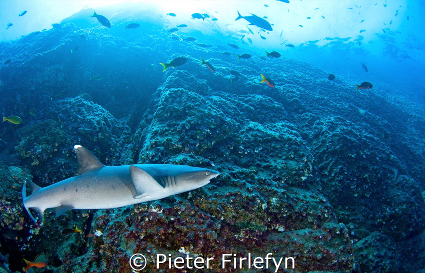 White tip reef shark patrolling around Roca Partida. by Pieter Firlefyn 