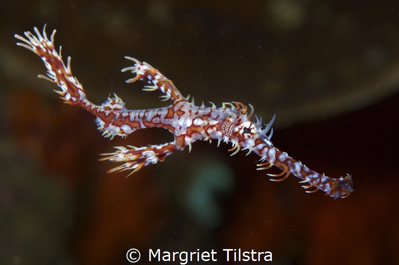 Ornate ghostpipefish in Anda, Bohol, Philippines.
Nikon ... by Margriet Tilstra 