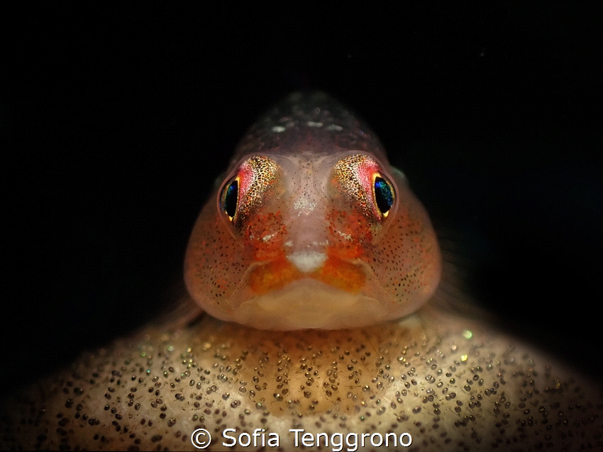 Pleurosicya mossambica with eggs by Sofia Tenggrono 